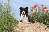 BORDER COLLIE 423